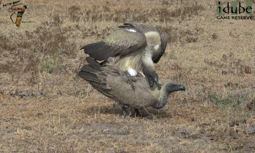 Lần này, nó cảnh cáo con cái bằng cách mổ vào cổ của con cái, không cho con cái phản kháng.