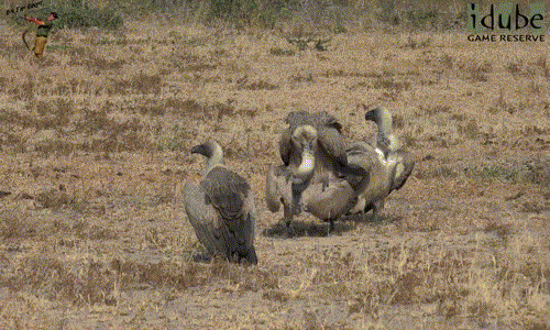 Tại khu bảo tồn động vật hoang dã Idube Game Reserve, Nam Phi, các hướng dẫn viên đã ghi lại được cảnh tượng thú vị, khiến nhiều người đỏ mặt khi kền kền mặt dày, thản nhiên giao phối ngay trước mặt những con kền kền mới lớn.