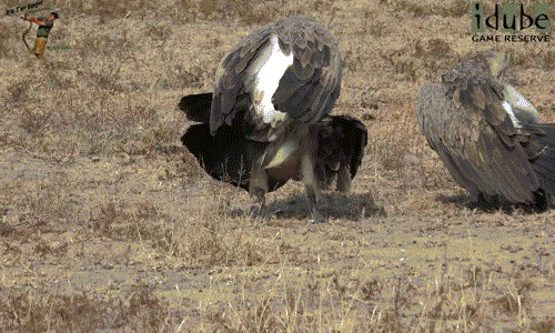 Tuy nhiên, dường như quá thô bạo, con kền kền đực vấp phải sự kháng cự quyết liệt của con cái, buộc phải nhảy xuống.
