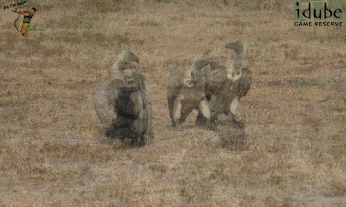 Khi kền kền giao phối, chúng không hề quan tâm đến xung quanh, dù là đồng loại ngay sát bên cạnh, đôi kền kền vẫn có thể mặn nồng mà không kiêng dè.