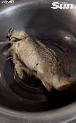 Bi ran chin van vung vay, ca “xac song” khien dau bep hoang hon