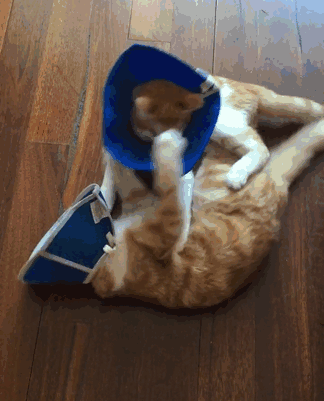 Sau khi phục hồi hoàn toàn, cặp mèo sẽ được nhận nuôi bởi một gia đình yêu thương động vật. Đây quả thật là một cái kết ngọt ngào và cho cặp mèo mù bẩm sinh. (Nguồn Bored Panda)