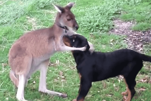 Kangaroo xoa đầu chó để an ủi sau khi thấy bạn bắt trượt chiếc đĩa của chủ nhân.