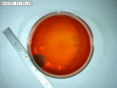 Phản ứng Belousov-Zhabotinsky, một phản ứng hóa học được mệnh danh là phép màu của hóa học, cụ thể là một dao động hóa học chậm có chứa brom và một axit sẽ tạo ra những hoa văn chuyển động đẹp huyền ảo. (Nguồn Buzzfeed)