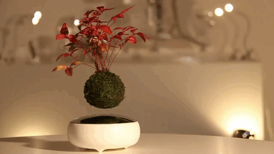 Những nghệ sĩ, nhà sáng tạo, nhà thiết kế người Nhật Bản thuộc Hoshinchu Team mới đây đã cho ra mắt một sáng tạo vô cùng độc đáo của mình, cây bonsai lơ lửng trong không trung được gọi là "Air Bonsai".