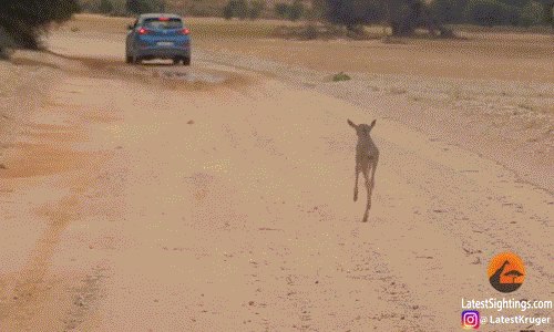 Mới đây, hai du khách Zaheer và Asma Ali trong lúc khám phá thiên nhiên hoang dã tại công viên Kgalagadi Transfrontier Park đã ghị lại được cảnh tượng vô cùng thú vị, một con linh dương đầu bò con lầm tưởng mẹ mình là chiếc hơi màu xanh, nó mải miết chạy theo rất tội nghiệp. (Nguồn LatestSightings)