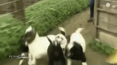 Dê trương cơ lực, một trong những loài dê khiến người khác không khỏi bật cười vì hội chứng co cứng cơ bắp đột ngột của chúng.