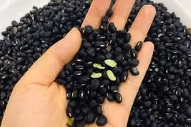 Đậu đen có những lợi ích gì?