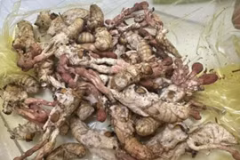 Người đàn ông nguy kịch do ăn nấm mọc trên nhộng ve sầu