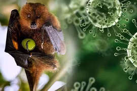 Cục An toàn thực phẩm cảnh báo nguy cơ lây nhiễm virus Nipah qua thực phẩm