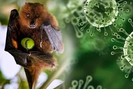Cục An toàn thực phẩm cảnh báo nguy cơ lây nhiễm virus Nipah qua thực phẩm