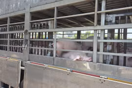 Gia Lai tiêu huỷ hơn 200 con heo nhiễm dịch tả lợn châu Phi 