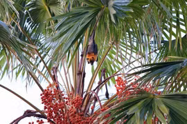 WHO xác nhận một ca tử vong do virus Nipah ở Bangladesh