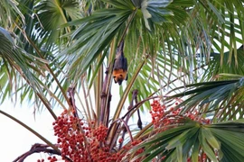 Bangladesh phát hiện loại virus từ dơi có thể gây bệnh nặng ở người