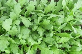 Tác dụng bất ngờ của rau cải cúc với sức khỏe