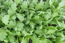 Tác dụng bất ngờ của rau cải cúc với sức khỏe