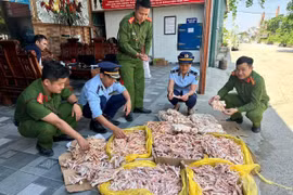 Phát hiện gần 500kg chân gà, đuôi lợn không rõ nguồn gốc
