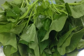 Khám phá công dụng của rau khoai lang đối với sức khỏe toàn diện