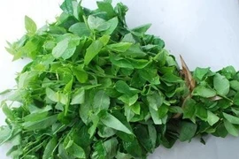 Rau ngót giàu vitamin A, C giúp tăng cường hệ miễn dịch