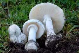 Bộ Y tế vào cuộc vụ nghi ngộ độc thực phẩm do ăn nấm lạ ở Tây Ninh 