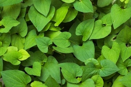  Bật mí các thực phẩm tự nhiên hỗ trợ tiêu hóa, giảm táo bón