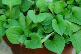 Loại rau giúp thải độc, tăng cường hệ miễn dịch