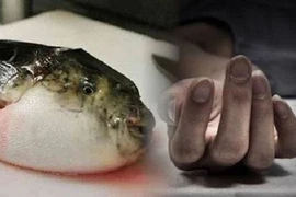 Liên tiếp các ca ngộ độc cá nóc, bác sĩ khuyến cáo
