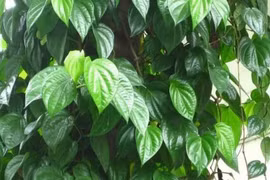 Bài thuốc từ lá trầu không