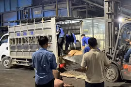 Vĩnh Phúc phát hiện 1 tấn thịt lợn chết đang đi tiêu thụ