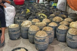 Khởi tố hai bị can vụ 3 tấn giá đỗ sử dụng chất cấm tại Hưng Yên