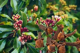 Uống nước ngâm đinh hương khi bụng đói có tác dụng gì?