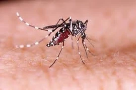 Cứu sống cô gái trẻ sốc sốt xuất huyết Dengue nguy kịch