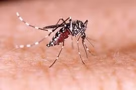 Cứu sống cô gái trẻ sốc sốt xuất huyết Dengue nguy kịch