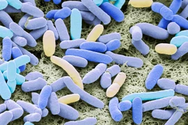 WHO cảnh báo tình trạng kháng thuốc toàn cầu gia tăng nhanh