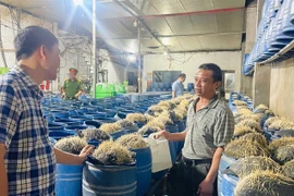 Phát hiện cơ sở sản xuất cả trăm tấn giá đỗ ngâm hoá chất