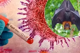 Bộ Nông nghiệp tăng cường phòng chống virus Nipah trong chăn nuôi