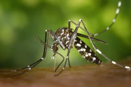 Bộ Y tế khuyến cáo khẩn biện pháp giám sát, phòng chống bệnh Chikungunya