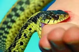 Bác sĩ cảnh báo không dùng bài thuốc dân gian chữa rắn cắn