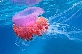 Cảnh báo sứa lửa tấn công khi tắm biển