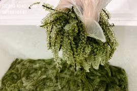 Rong nho mang lại nhiều lợi ích bất ngờ cho sức khỏe