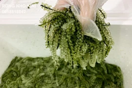 Rong nho mang lại nhiều lợi ích bất ngờ cho sức khỏe