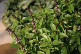 Tác dụng của húng quế đối với sức khỏe mùa lạnh