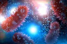 Chủ quan không tiêm phòng dại, 1 người tử vong sau khi bị chó cắn ở Lào Cai