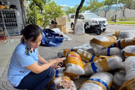 Đà Nẵng tạm giữ 700 kg mực khô bị mốc, bốc mùi vứt ở vỉa hè 