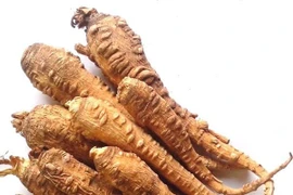 Dược liệu Bạch chỉ tính ấm có công dụng giải cảm, tiêu viêm