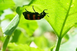 Người đàn ông tử vong nghi ngộ độc do ăn sâu ban miêu