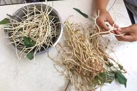 Rễ cây diếp cá tưởng bỏ đi lại là vị thuốc đại bổ