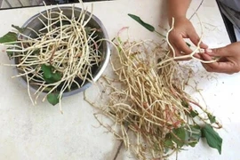 Rễ cây diếp cá tưởng bỏ đi lại là vị thuốc đại bổ