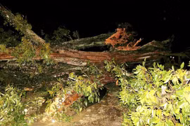 Người đàn ông ở Nghệ An tử vong do cây gãy rơi trúng người