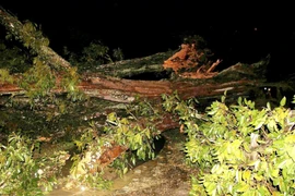 Người đàn ông ở Nghệ An tử vong do cây gãy rơi trúng người